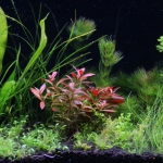 植栽から23日目（トリミングから10日目）